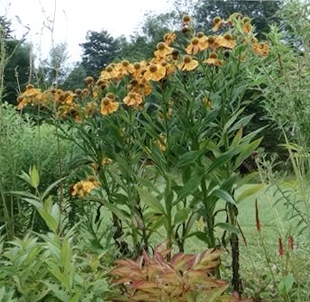 Oppbygging av staudebed solbrud Oppbygging av staudebed solbrud